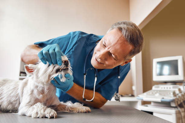 Best Emergency Root Canal Treatment in Caldwell, ID
